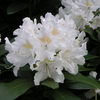 Foto: Rododendron ´cunningham´s white´