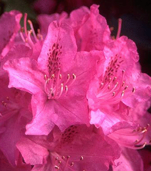 Foto: Rododendron ´cynthia´
