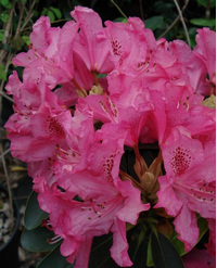 Foto: Rododendron ´cynthia´
