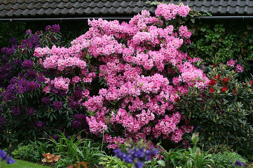 Foto: Rododendron ´duke of york´