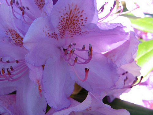 Foto: Rododendron ´everestianum´