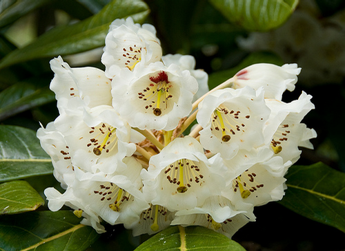 Foto: Rododendron falconeri