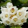 Foto: Rododendron falconeri