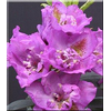 Foto: Rododendron ´fastuosum flore pleno´