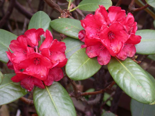 Foto: Rododendron fulgens