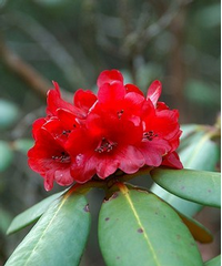 Foto: Rododendron fulgens