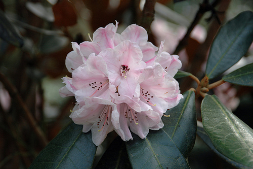 Foto: Rododendron fulvum