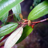 Foto: Rododendron glaucophyllum