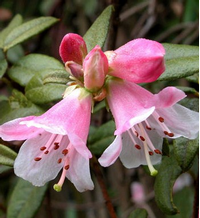 Foto: Rododendron glaucophyllum