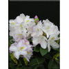 Foto: Rododendron ´gomer waterer´