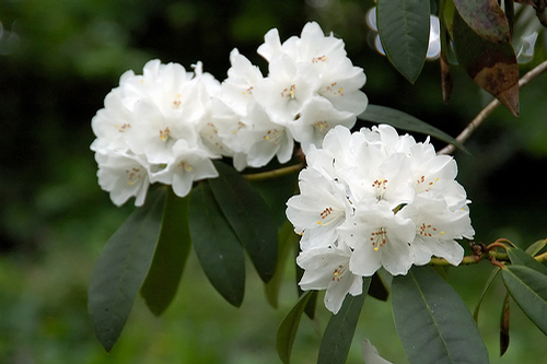 Foto: Rododendron ´helene schiffner´
