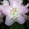 Foto: Rododendron heliolepis