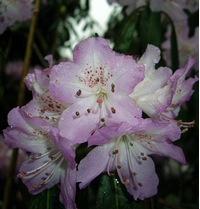 Foto: Rododendron heliolepis