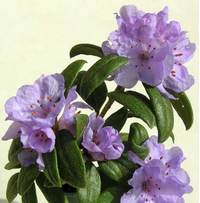 Foto: Rododendron hippophaeoides