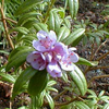 Foto: Rododendron hippophaeoides