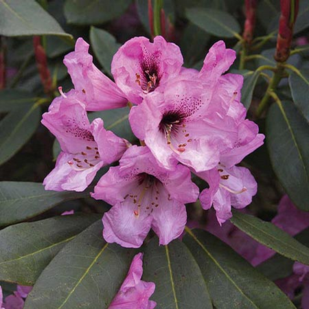 Foto: Rododendron ´humboldt´