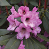 Foto: Rododendron ´humboldt´