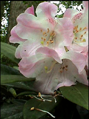 Foto: Rododendron insigne