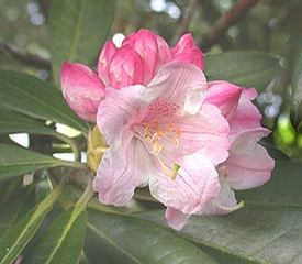 Foto: Rododendron insigne