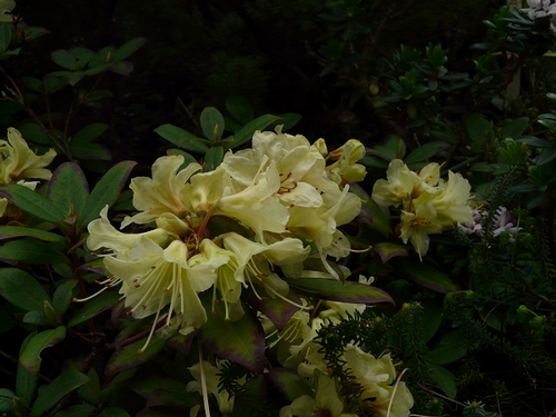 Foto: Rododendron keiskei