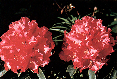 Foto: Rododendron ´kluis sensation´