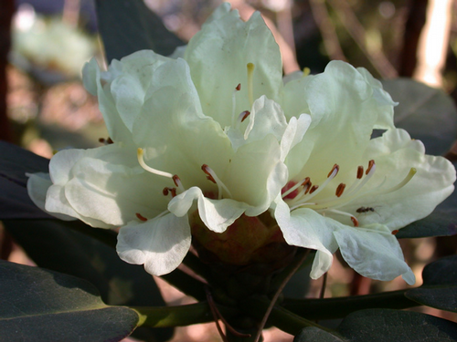 Foto: Rododendron lacteum