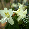 Foto: Rododendron lutescens
