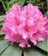 Foto: Rododendron macrophyllum