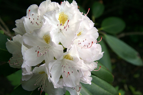 Foto: Rododendron ´madame masson´
