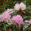 Foto: Rododendron makinoi