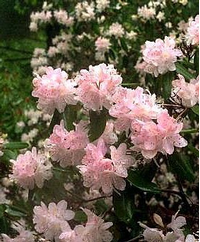 Foto: Rododendron minus