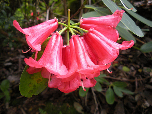 Foto: Rododendron neriiflorum