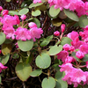Foto: Rododendron orbiculare