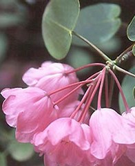 Foto: Rododendron orbiculare