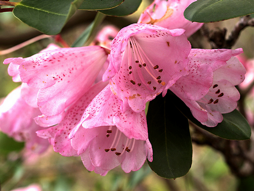 Foto: Rododendron oreodoxa