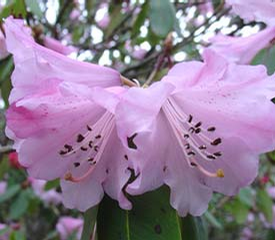 Foto: Rododendron oreodoxa