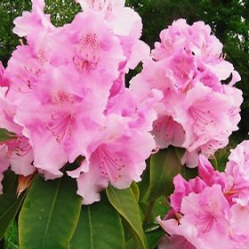 Foto: Rododendron ´pink pearl´