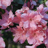 Foto: Rododendron ´pink pearl´