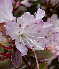 Foto: Rododendron racemosum