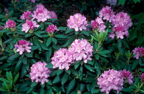 Foto: Rododendron ´roseum elegans´