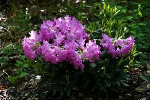 Foto: Rododendron ´roseum superbum´