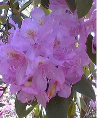 Foto: Rododendron ´roseum superbum´