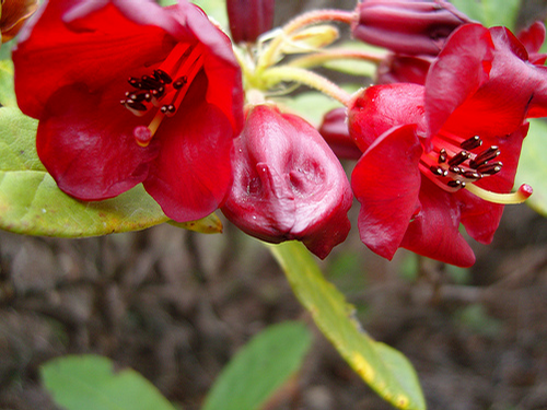 Foto: Rododendron sanguineum