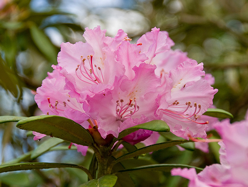 Foto: Rododendron smirnowii