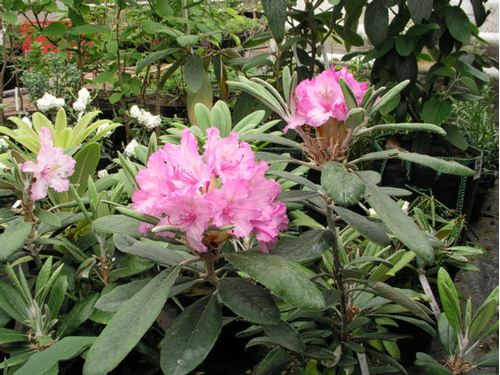 Foto: Rododendron smirnowii
