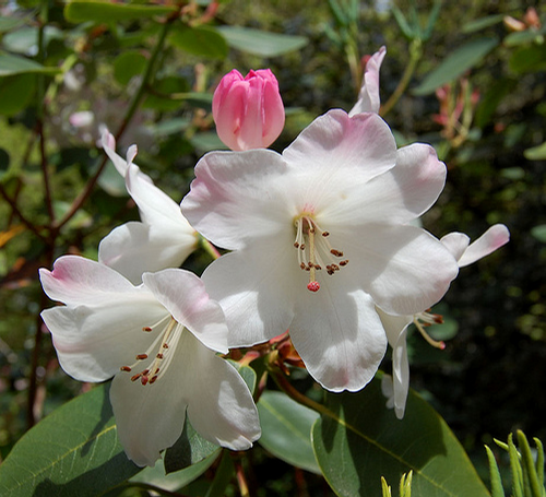 Foto: Rododendron souliei