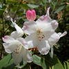 Foto: Rododendron souliei