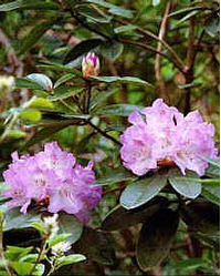 Foto: Rododendron ´susan´