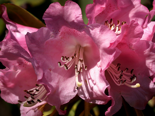 Foto: Rododendron sutchuenense