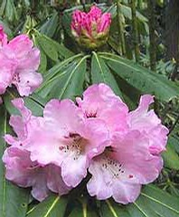 Foto: Rododendron sutchuenense